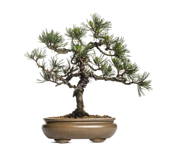 Шотландская сосна бонсай, Pinus sylvestris, изолированная на белом — стоковое фото