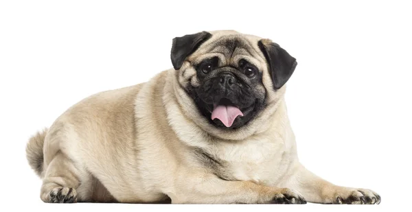 Pug couché et haletant, isolé sur blanc — Photo