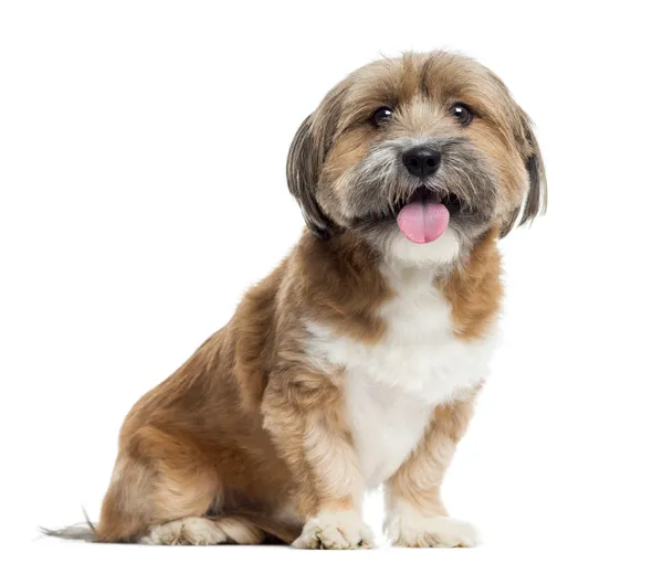 Lhassa apso sentado, ofegante, isolado em branco — Fotografia de Stock