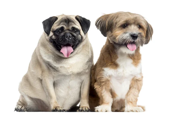 Twee honden zitten en hijgen, geïsoleerde op wit — Stockfoto