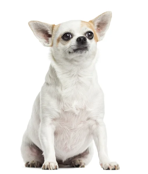 Chihuahua zitten, geïsoleerd op wit — Stockfoto