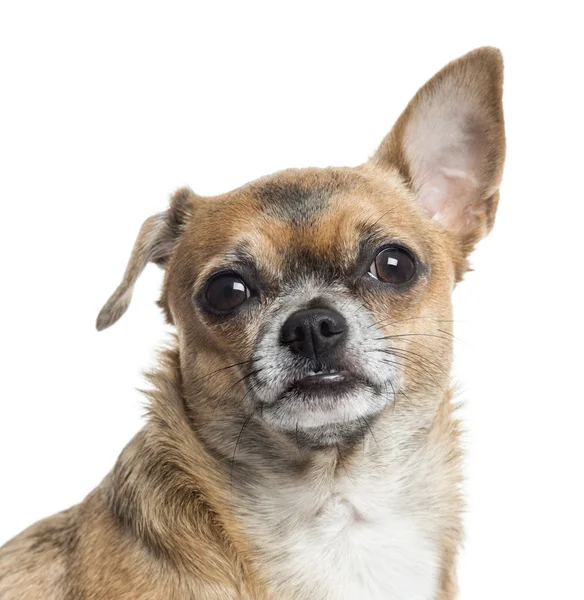 Close-up de um Chihuahua, isolado em branco — Fotografia de Stock