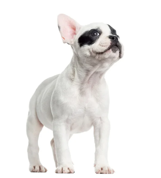 French bulldog standing, looking up, isolated on white — Stock Photo, Image