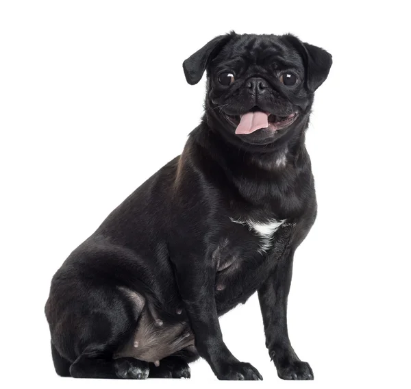 Pug sticking the tongue out, sitting, isolated on white — Stock Photo, Image