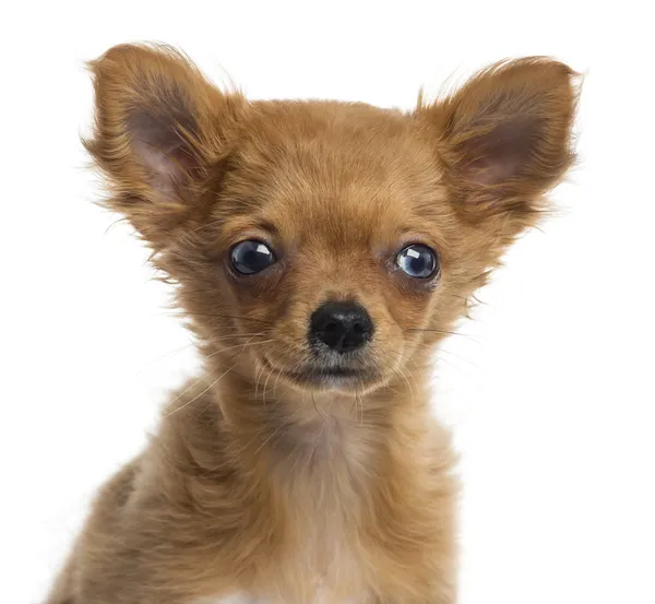 Primer plano de un cachorro de Chihuahua, 4 meses, aislado en blanco —  Fotos de Stock