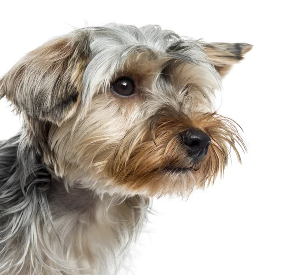 Närbild på yorkshire terrier, isolerad på vit — Stockfoto