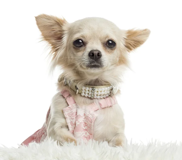 Close-up van een aangeklede chihuahua, geïsoleerd op wit — Stockfoto