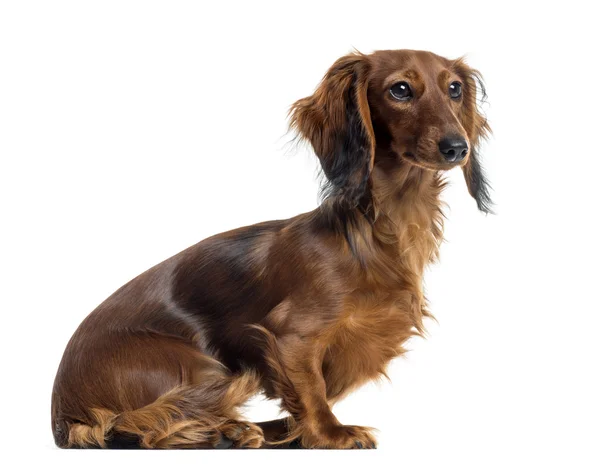 Side view of a Dachshund sitting, isolated on white — Stock Photo, Image