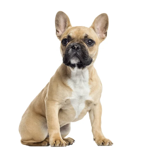 Francés Bulldog cachorro sentado, mirando hacia arriba, aislado en blanco —  Fotos de Stock