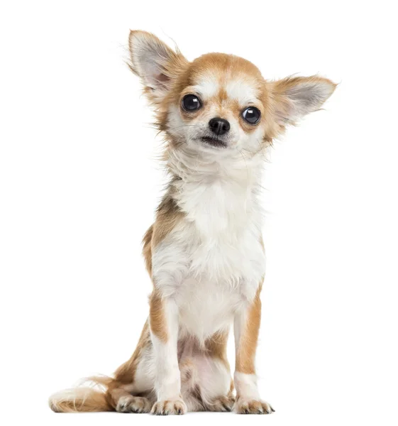 Chihuahua sentado, de frente, isolado em branco — Fotografia de Stock