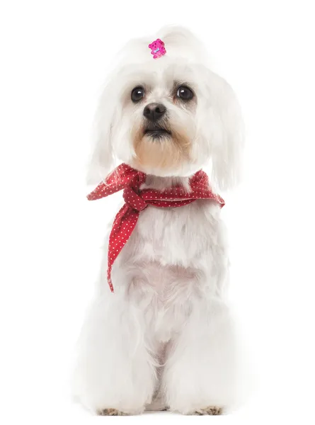 Maltese with a red bow collar, sitting, isolated on white — Stock Photo, Image