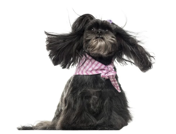 Lhassa apso sentado, en el viento, aislado en blanco — Foto de Stock