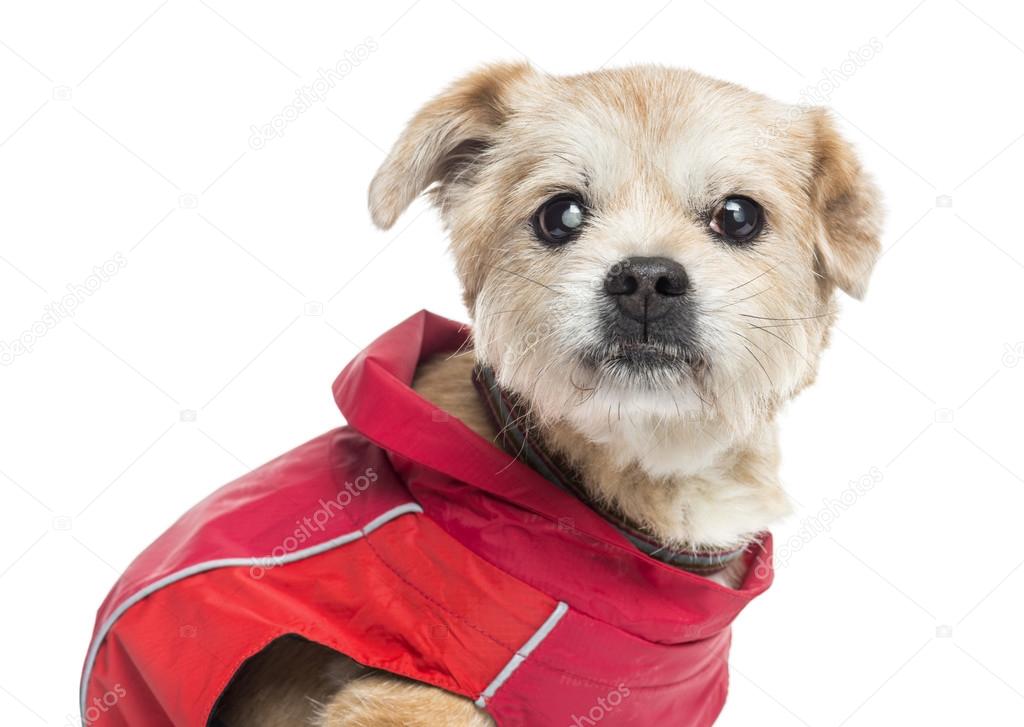 Close up of a ill dressed Crossbreed dog, isolated on white