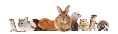 Group of pets, isolated on white clipart