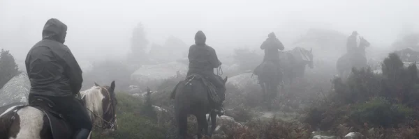 People horse ridding in a misty forest — Stock Photo, Image