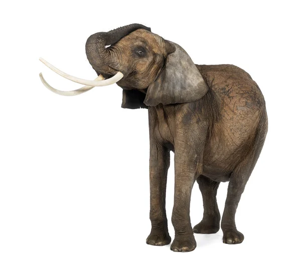 Αφρικανικός ελέφαντας lifiting τον κορμό του, στέκεται, απομονωμένα σε λευκό — Φωτογραφία Αρχείου
