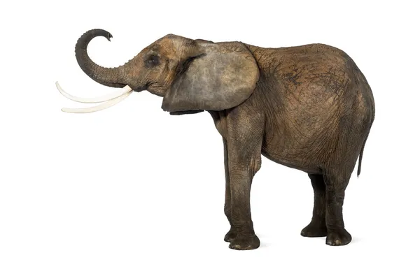 Side view of an African elephant lifting its trunk, isolated on — Stock Photo, Image