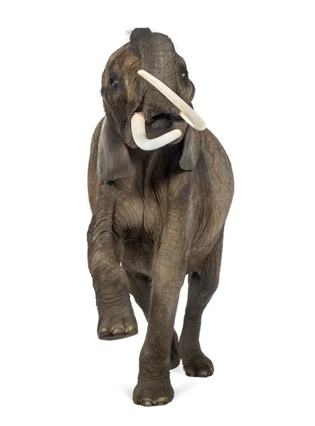 Front view of an African elephant lifting its trunk, isolated on — Stock Photo, Image