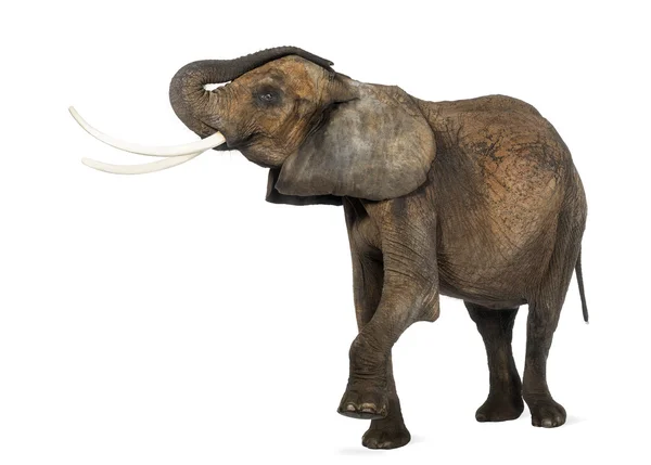 Вид збоку Африканський слон, піднімаючи його стовбур, ізольовані на — стокове фото