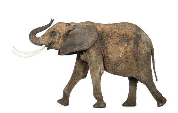 Vista laterale di un elefante africano che solleva il tronco, isolato su — Foto Stock