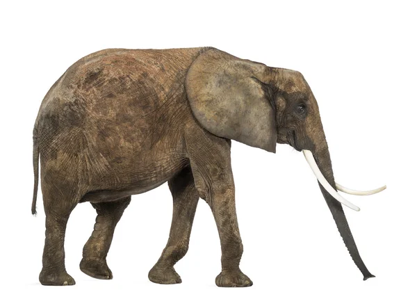 Sidovy av en afrikansk elefant, isolerad på vit — Stockfoto