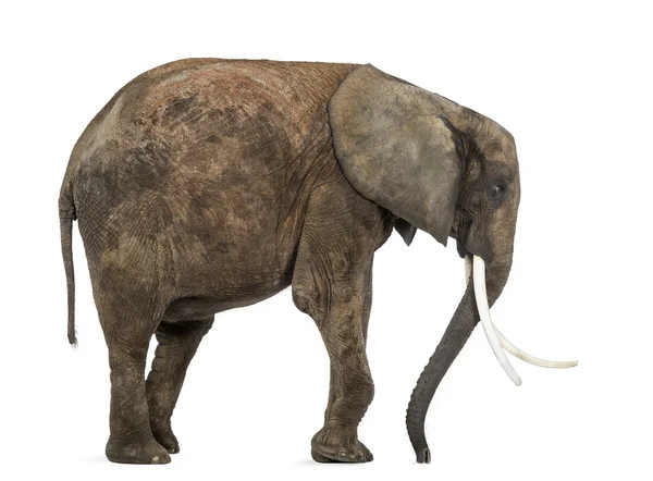 Yan görünüm üzerinde beyaz izole bir Afrika fili — Stok fotoğraf