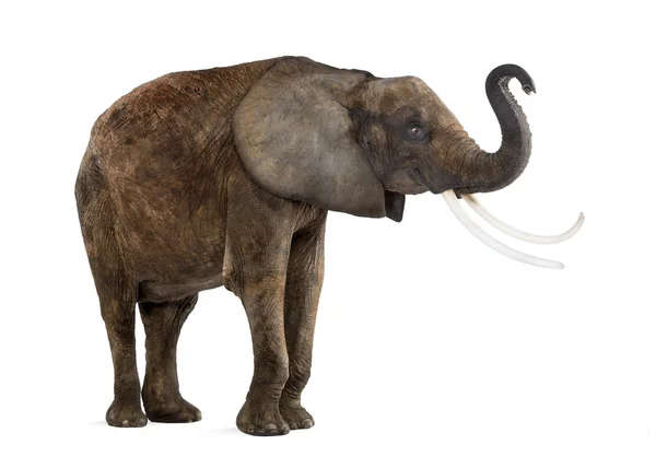 Постійна Африканський слон підйому стовбур, ізольовані на білому — стокове фото