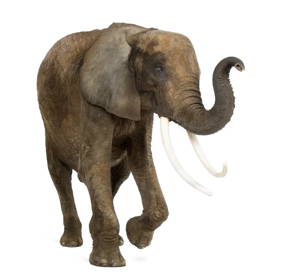 Stehender afrikanischer Elefant hebt seinen Rüssel, isoliert auf weiß — Stockfoto