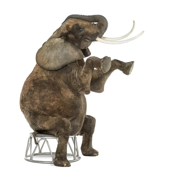 African elephant performing, seated on a stool, isolated on whit — Stock Photo, Image