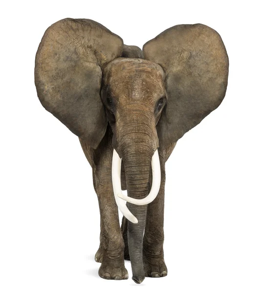 African elephant standing, ears up, isolated on white — Stock Photo, Image