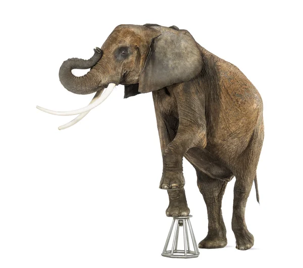 African elephant performing, standing up on a stool, isolated on — Stock Photo, Image