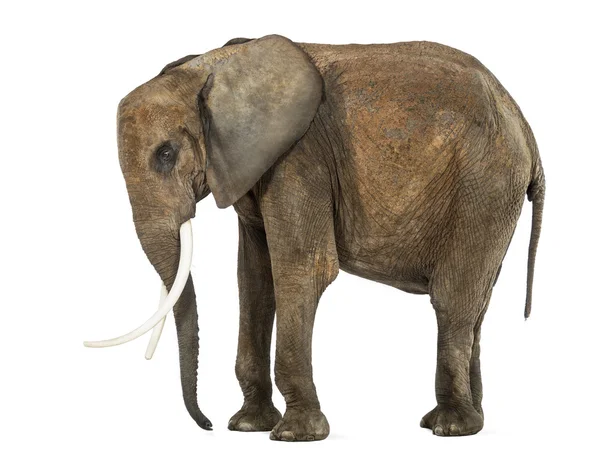 Permanent Afrikaanse olifant, geïsoleerd op wit — Stockfoto