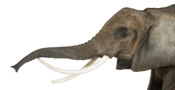 Nahaufnahme eines afrikanischen Elefanten, der seinen Rüssel hebt, isoliert auf dem Boden — Stockfoto