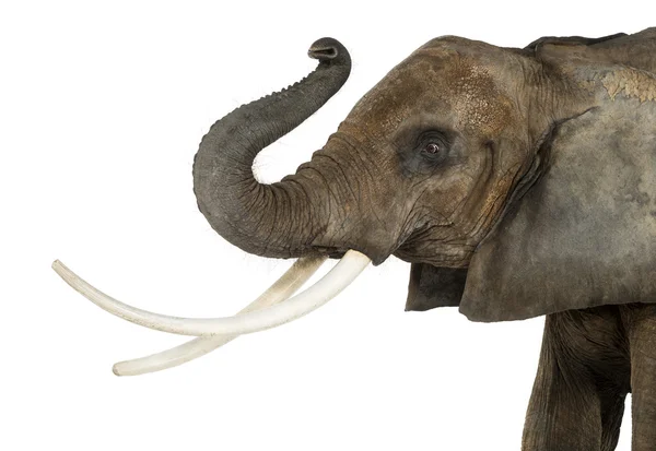 Close up of an African Elephant lifting its trunk, isolated on w — Stock Photo, Image