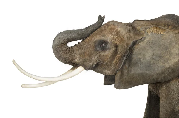 Primer plano de un elefante africano levantando su tronco, aislado en w — Foto de Stock