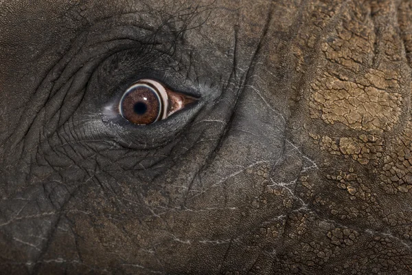 Fechar os olhos de um elefante africano — Fotografia de Stock