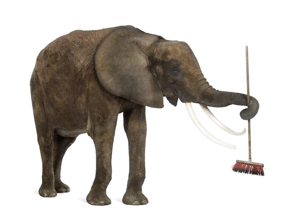 आफ्रिकन हत्ती एक ब्रोम खेळत, पांढरा वर वेगळे — स्टॉक फोटो, इमेज