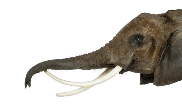 Закрытие африканского слона, поднимающего свой хобот, изолированное на w — стоковое фото