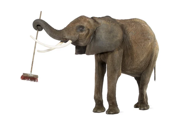 African elephant playing with a broom, isolated on white — Stock Photo, Image