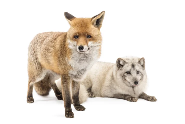 Red fox, vulpes vulpes, staande en poolvos, vulpes lagopus, — Stockfoto