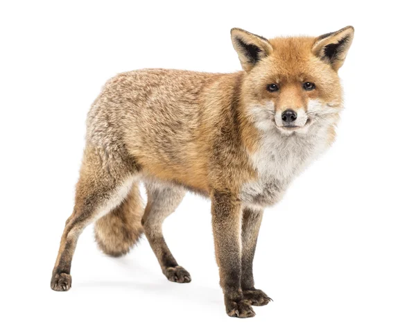 Red Fox, Vulpes vulpes, stojący, odizolowany na białym — Zdjęcie stockowe