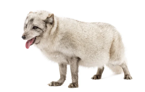 Arctic fox, Vulpes lagopus, also known as the white fox, polar f — Stock Photo, Image