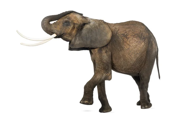 Sidovy av en afrikansk elefant lyfta dess bål och ben, isol — Stockfoto