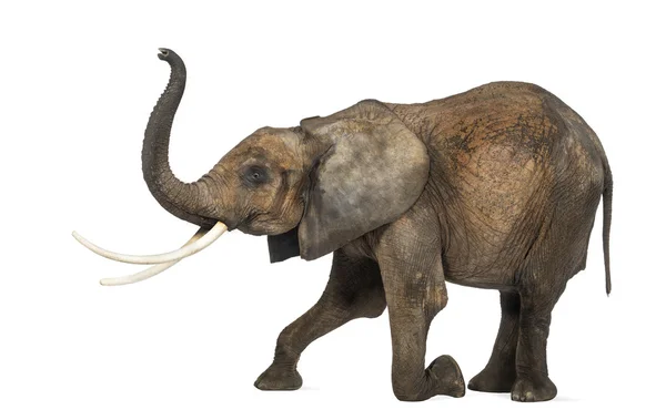 Widok z boku słonia afrykańskiego, klęcząc, wykonywanie, na białym tle — Zdjęcie stockowe