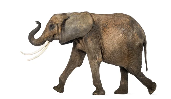 Vista laterale di un elefante africano che si esibisce, isolato su bianco — Foto Stock
