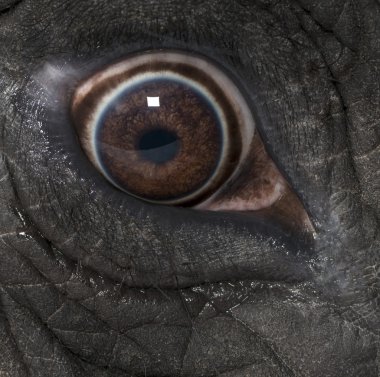 Macro of an African elephant's eye clipart