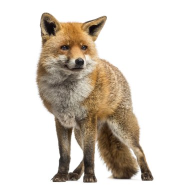 Kızıl Tilki, Vulpes vulpes, ayakta, beyaz üzerinde izole