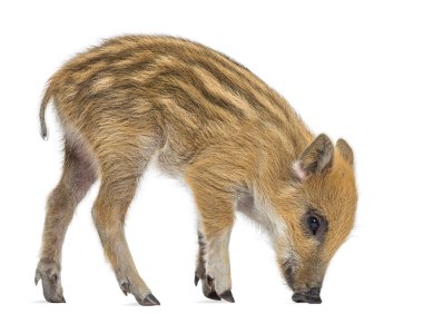 yaban domuzu, sus scrofa, olarak da bilinen yabani domuz, 2 aylık, stan