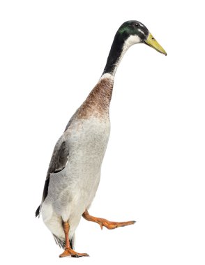 erkek Indian runner ördek, anas platyrhynchos domesticus, yürüyüş,