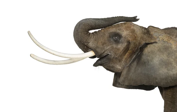 Närbild av en afrikansk elefant lyft sin stam, isolerade på w — Stockfoto